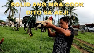 AEJ COCK SEASON NA  Boss Noli Vlog [upl. by Nivat802]