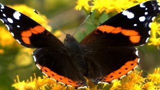 Red admiral butterfly [upl. by Charteris]