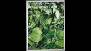 health benefits of Gongronema latifolium plant [upl. by Essenaj406]