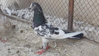 Kasba Kotra Pigeon is live [upl. by Regni]