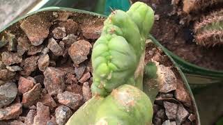 2 Years 6 Month Trichocereus Bridgesii and Pachanoi Seedlings from seed [upl. by Htebesile]