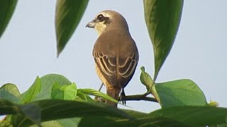 Bird Calls Brown Shrike Calls [upl. by Sacci]