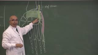 COURS ANATOMIE 16 Main  vascul memb sup [upl. by Grekin]