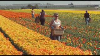 Tulpen Koppen Noordwijk 20409 [upl. by Horne]