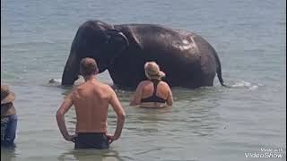 Thailand Schwimmen mit Elefanten Fil ile yüzmek swimming with elephant koh chang [upl. by Dinse]