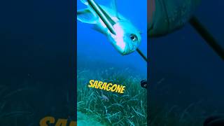 Sarago nel GROTTO SPEARFISHING pescasub spearfishing pescasubmarina fishing [upl. by Spenser]