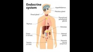 ENDOCRINE SYSTEMCONTROLE AND COORDINATION [upl. by Venita]