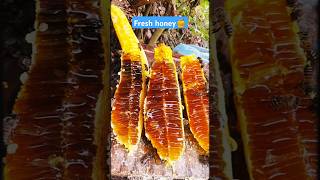 Extreme Honeycomb harvesting 🍯Harvesting honey from beehive 🐝 EP131 trending shorts satisfying [upl. by Hax]