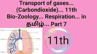 Transport of Carbondioxide 11th BioZoology Respiration in தமிழ் Part 7☺ 💐 [upl. by Mchugh]