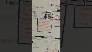 Aspergillosis Pathophysiology Mechanism umerfarooqbiology7083 [upl. by Notnef]