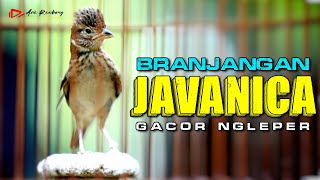 BRANJANGAN JAVANICA GACOR NGLEPER BUANG MATERI ISIAN [upl. by Fesoj]