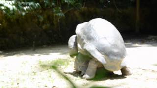 REPRODUCTION DE TORTUES GEANTES [upl. by Kimmy]