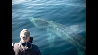 Basking Sharks off the West Cork coast SpringSummer 2018 [upl. by Shuping]