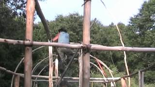 The Building of the Iroquois Long House 2005 [upl. by Dnartreb]