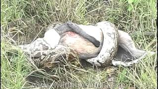 Wild act of python Python molurus swallows a monkey whole [upl. by Elakram756]