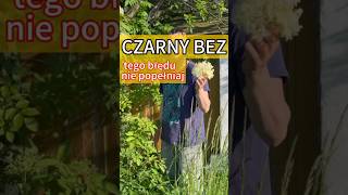 Czy czarny bez może szkodzić Natura zdrowie zioła las łąka rośliny czarny bez [upl. by Jovita]