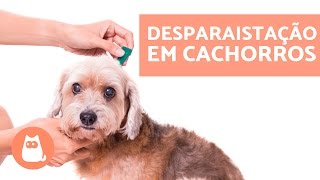 Tudo sobre DESPARASITAR CACHORROS  Conselhos veterinários [upl. by Carree]