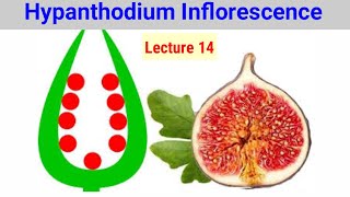 Hypanthodium Inflorescence Lecture 14 In HindiUrdu [upl. by Tessy]