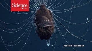 First footage of deepsea anglerfish pair [upl. by Quinby69]