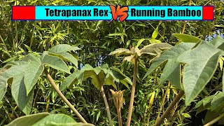 Tetrapanax Rex Vs Running Bamboo [upl. by Newell]