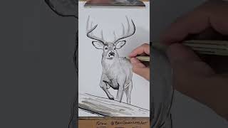 whitetail deer timelapse speed drawing video drawing wildlifeart [upl. by Sanford258]