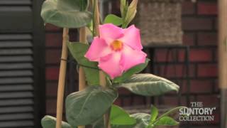 Caring for Sun Parasol Mandevilla Indoors in the Winter [upl. by Karina798]