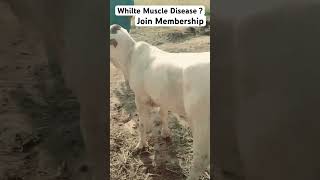 White Muscle Disease in Growing Cow Baby  veteducation [upl. by Eimmot]