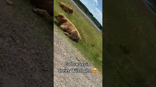 Galloways in Dänemark 🇩🇰 follow für mehr Videos ☀️ galloway kühe dänemark reisen reisenmit [upl. by Battiste]