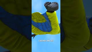 How Wingsuit Flying Works 😱 [upl. by Lustig]