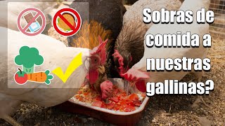 Que sobras se les puede dar a las gallinas ornitologia canarios aves pajaros gallinas gallos [upl. by Dniren]