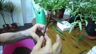 Potting cuttings of Ruellia brittoniana [upl. by Wilona776]