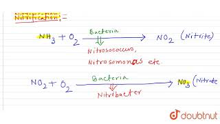 What are the nitrification and denitrification of nitrogen cycle [upl. by Lehctim]