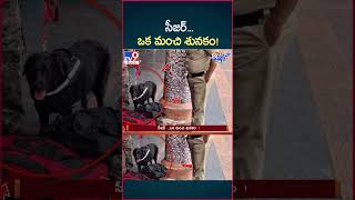 iSmart News  సీజర్ ఒక మంచి శునకం  Police Dog  TV9 [upl. by Elimaj]