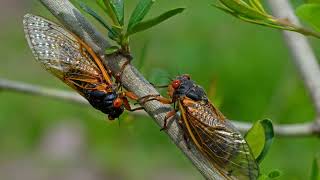 Unbelievable age of Cicadas [upl. by Pembroke]