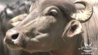 Bufalo de Agua  Water Buffalo [upl. by Euqina366]