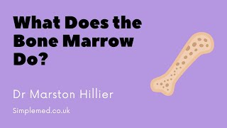 What Does the Bone Marrow Do  SimpleMed Haematology Lecture Series  Dr Hillier [upl. by Ylevol]