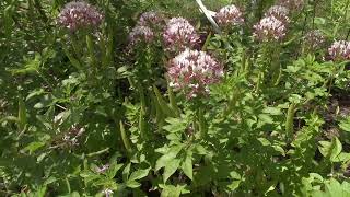 Growing Cleome serrulata gynandra viscosa lutea hirta and Clammy Weed in one garden setting [upl. by Llenrahc248]