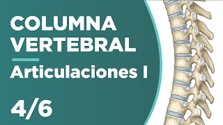 COLUMNA VERTEBRAL 46 Articulaciones cervicales torácicas lumbares 😱 [upl. by Enomed]