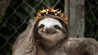 Sloths sing GAME OF THRONES theme [upl. by Codd]