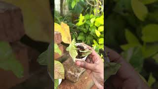 Mini Vlog 97  Slow And Peaceful Morning sowbaraniyaramesh minivlog slowliving [upl. by Ixela]