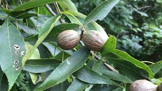 Hickory  pecans and black Walnuts [upl. by Laeynad]