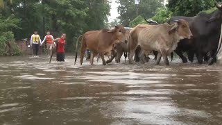 Las inundaciones en El Salvador provocan tres muertes [upl. by Schonthal274]