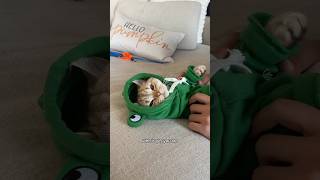 Too cute not my fault cat cats catsofinstagram catsoftiktok funnycats catsofyoutube catlover [upl. by Ngo]