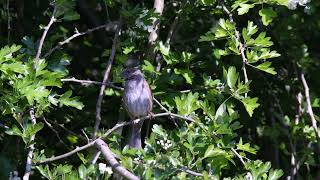 Dunnock Song and Hawthorn Leaf [upl. by Wit]