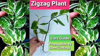 Euphorbia Tithymaloides  Zigzag Plant Propagation amp Care Guide [upl. by Ingraham800]