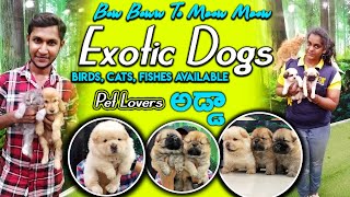 Pet Mall In Hyderabad  B2M  Exotic Dogs  Persian Cats BirdsFishes Dogs For Sale  in Telugu [upl. by Atiuqet]