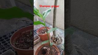 Shampoo ginger plant🧴in my garden shampoo ginger plant Organicdilip organicdilip [upl. by Hashim146]