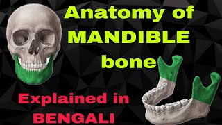 Mandible bone Anatomybengali for first proff mbbs [upl. by Simone]