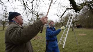 Groninger Kroon old Apple  video 1  basics what to prune first [upl. by Arelc]