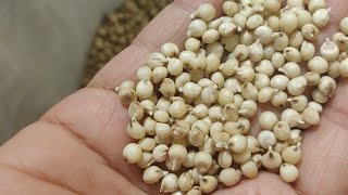 How to Sprout Sorghum Jowar [upl. by Enrobso]